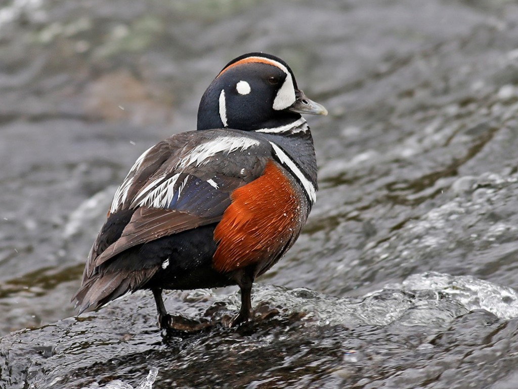 Peter Arnold Harlequin Duck May 2015 1