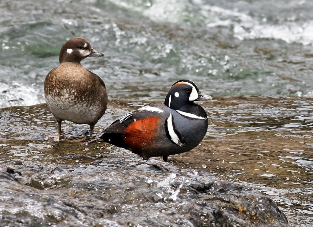 Peter Arnold Harlequin Duck May 2015 2